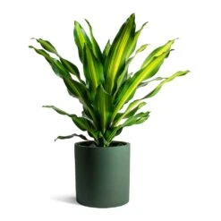 Max Refined Planter - Pine Green 26 Max Refined Planter - Pine Green -Plant Promotion Store Dracaena fragrans Burley Max Refined Planter Pine Green