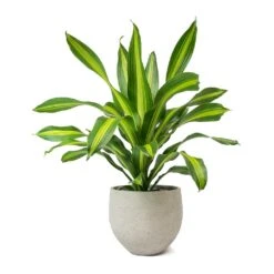 Dracaena Fragrans Burley -Plant Promotion Store Dracaena fragrans Burley Mini Orb Kevan Plant Pot Grey Washed
