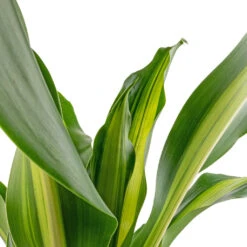 Dracaena Fragrans Burley -Plant Promotion Store Dracaena fragrans Burley SWATCH 5568