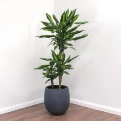 Dracaena Fragrans Cintho - Multi Stem 17 Dracaena Fragrans Cintho - Multi Stem -Plant Promotion Store Dracaena fragrans Cintho Balloon Plant Pot Natural Concrete