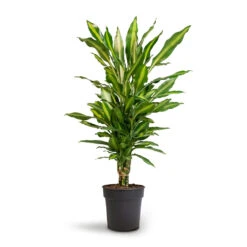 Dracaena Fragrans Cintho - Branched -Plant Promotion Store Dracaena fragrans Cintho Branched 21x70cm