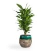 Dracaena Fragrans Cintho - Branched -Plant Promotion Store Dracaena fragrans Cintho Branched 21x70cm Lindy Plant Pot Black Green 30x25cm