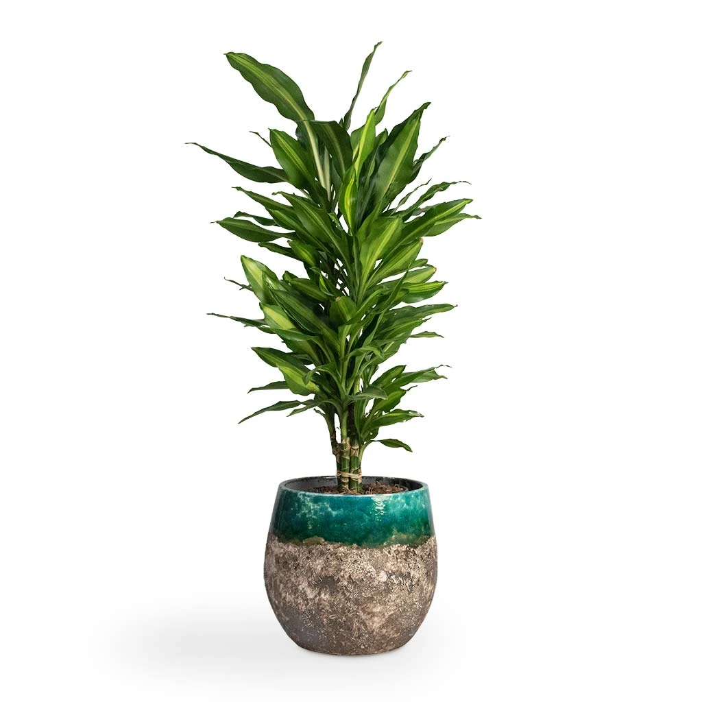 Lindy Plant Pot - Black Green 15 Lindy Plant Pot - Black Green - Image 13