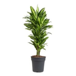Dracaena Fragrans Cintho - Branched -Plant Promotion Store Dracaena fragrans Cintho Branched 24x80cm