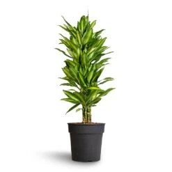 Dracaena Fragrans Cintho - Branched -Plant Promotion Store Dracaena fragrans Cintho Branched 27x120cm