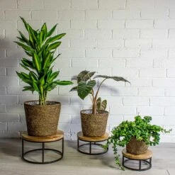Selin Plant Basket - Camel 12 Selin Plant Basket - Camel -Plant Promotion Store Dracaena fragrans Cintho Branched Alocasia Yucatan Princess Elephant Ear Aeschynanthus Rasta Lipstick Plant Selin Plant Basket Camel