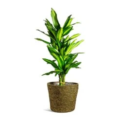Dracaena Fragrans Cintho - Branched -Plant Promotion Store Dracaena fragrans Cintho Branched selin Plant Basket Camel plant pot