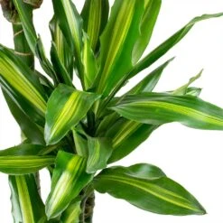 Dracaena Cintho - Branched - HydroCare 19 Dracaena Cintho - Branched - HydroCare -Plant Promotion Store Dracaena fragrans Cintho Leaves ab958d53 bedb 408c 85ce 6af32735502a
