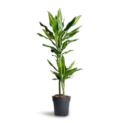Dracaena Fragrans Cintho - Multi Stem 13 Dracaena Fragrans Cintho - Multi Stem -Plant Promotion Store Dracaena fragrans Cintho Multi Stem 19x100cm 2stems 1