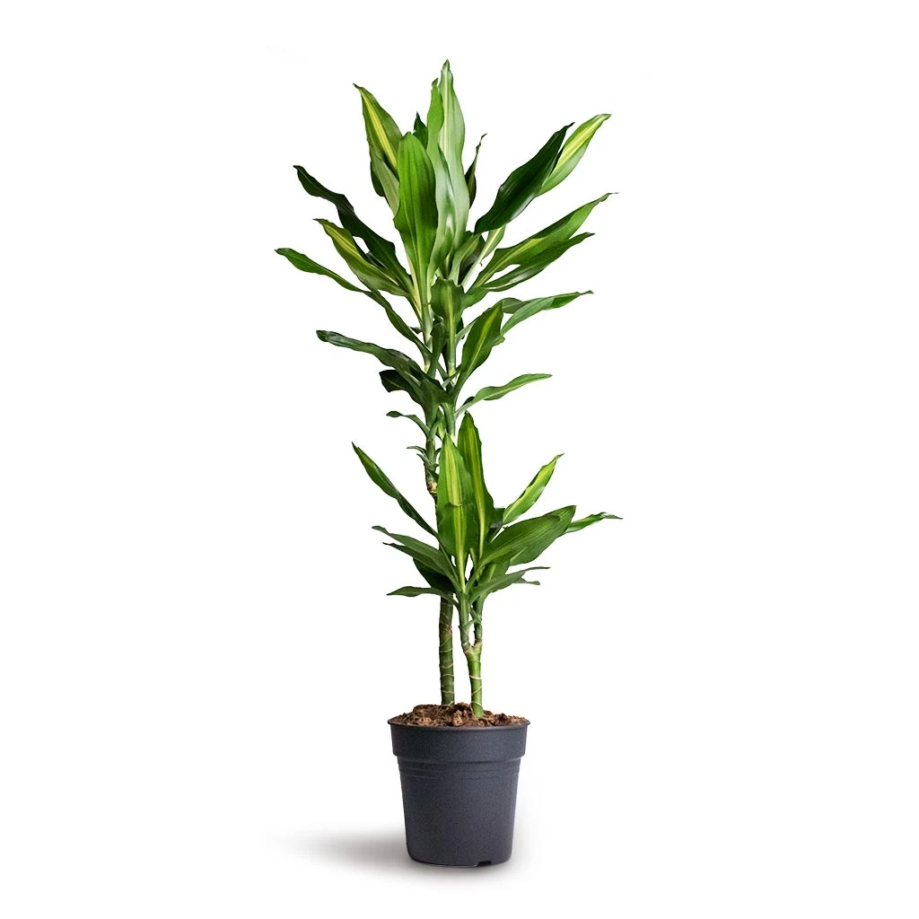 Dracaena Fragrans Cintho - Multi Stem 5 Dracaena Fragrans Cintho - Multi Stem - Image 3