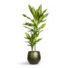 Dracaena Fragrans Cintho - Multi Stem -Plant Promotion Store Dracaena fragrans Cintho Multi Stem 19x100cm 2stems Noor Plant Pot Velvet Green 27x25cm 5f100175 22f6 4ca7 8572 6cd7b19c688a