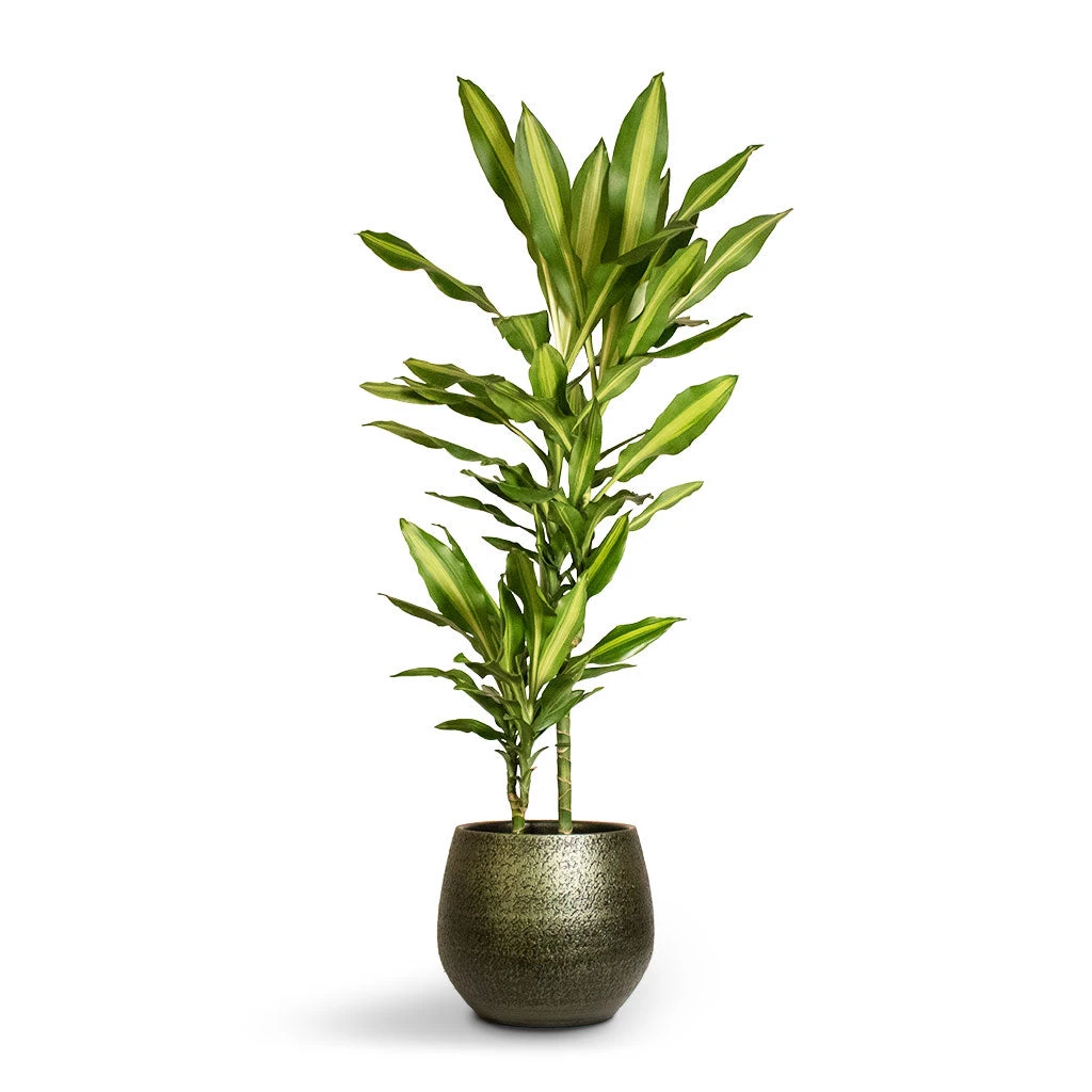 Dracaena Fragrans Cintho - Multi Stem 3 Dracaena Fragrans Cintho - Multi Stem