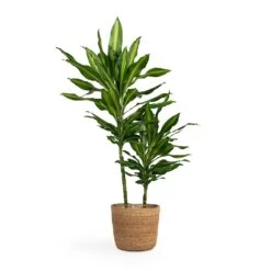 Igmar Plant Basket - Natural -Plant Promotion Store Dracaena fragrans Cintho Multi Stem 19x80cm 2stems Igmar Plant Basket Natural 26x23cm f289430b e85f 4fb3 891e 829b66fecc3e