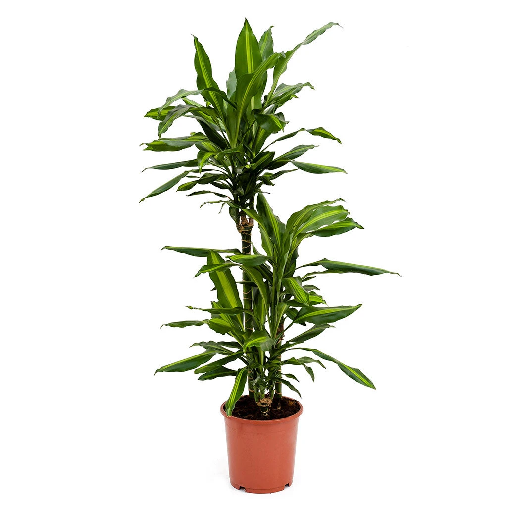 Dracaena Fragrans Cintho - Multi Stem 10 Dracaena Fragrans Cintho - Multi Stem - Image 8