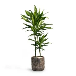 Luxe Lite Waterfall Cylinder Planter - Bronze -Plant Promotion Store Dracaena fragrans Cintho MultiStem 19x80cm Plant Pot Luxe Lite Waterfall Cylinder Planter Bronze 23x22 7fad771a df03 446c beec dd3b5e3fb87d