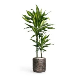 Dracaena Fragrans Cintho - Multi Stem 16 Dracaena Fragrans Cintho - Multi Stem -Plant Promotion Store Dracaena fragrans Cintho MultiStem 19x80cm Plant Pot Luxe Lite Wrinkle Cylinder Planter Bronze 23x22cm