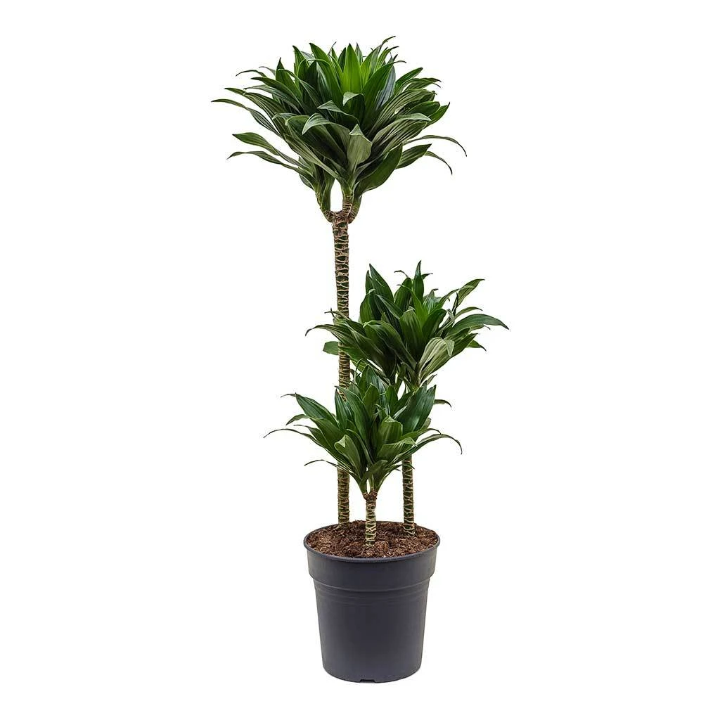 Dracaena Fragrans Compacta - Multi Stem 13 Dracaena Fragrans Compacta - Multi Stem - Image 11