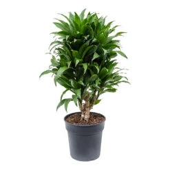 Dracaena Fragrans Compacta - Branched -Plant Promotion Store Dracaena fragrans Compacta Branched 21cm