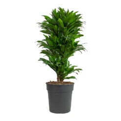 Dracaena Fragrans Compacta - Branched -Plant Promotion Store Dracaena fragrans Compacta Branched 24cm
