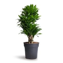 Dracaena Fragrans Compacta - Branched -Plant Promotion Store Dracaena fragrans Compacta Branched 24x75cm 1