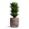 Dracaena Fragrans Compacta - Branched -Plant Promotion Store Dracaena fragrans Compacta Branched 24x75cm Luxe Lite Comet Cylinder Planter Bronze 33x31cm