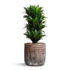 Luxe Lite Comet Cylinder Planter - Bronze 16 Luxe Lite Comet Cylinder Planter - Bronze -Plant Promotion Store Dracaena fragrans Compacta Branched 24x75cm Luxe Lite Comet Cylinder Planter Bronze 33x31cm 976326cc 1360 4465 8dd1 40a46bfee52c