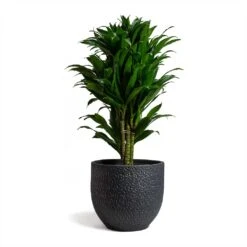 Dracaena Fragrans Compacta - Branched -Plant Promotion Store Dracaena fragrans Compacta Branched 24x75cm Rinca Plant Pot Shiny Black 29x26cmV2 d1a30b6d e211 4522 9b8e 6a963efd0c98