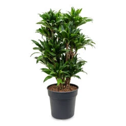 Dracaena Fragrans Compacta - Branched -Plant Promotion Store Dracaena fragrans Compacta Branched 30x100cm