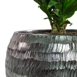 Opus Hammered Globe Planter - Silver 32 Opus Hammered Globe Planter - Silver -Plant Promotion Store Dracaena fragrans Compacta Branched Opus Hammered Globe Planter Silver Close Up