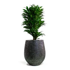 Dracaena Fragrans Compacta - Branched -Plant Promotion Store Dracaena fragrans Compacta Branched Opus Hit Darcy Planter Silver 1e85d98a f69b 4b69 b4d5 c664c28cae6f