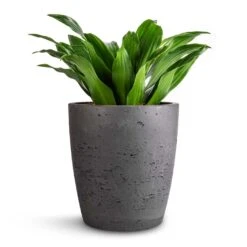 Dracaena Fragrans Compacta - Head 14 Dracaena Fragrans Compacta - Head -Plant Promotion Store Dracaena fragrans Compacta Head 12x25cm Gerben Plant Pot Black Washed 15x16cm