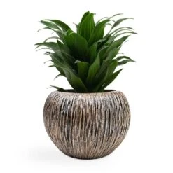 Dracaena Fragrans Compacta - Head 17 Dracaena Fragrans Compacta - Head -Plant Promotion Store Dracaena fragrans Compacta Head 12x25cm Luxe Lite Waterfall Globe Planter Bronze 28x20cm