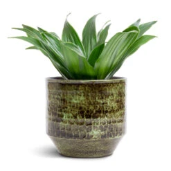 Sanna Plant Pot - Moss Green -Plant Promotion Store Dracaena fragrans Compacta Head 12x25cm Sanna Plant Pot Moss Green 15x13cm c86a134c 63e0 4575 9be0 83293b98281f