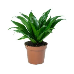 Dracaena Fragrans Compacta - Head 15 Dracaena Fragrans Compacta - Head -Plant Promotion Store Dracaena fragrans Compacta Head