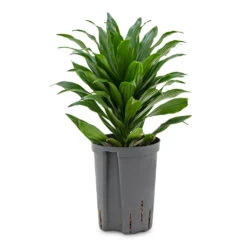 Dracaena Fragrans Compacta - Head - HydroCare 8 Dracaena Fragrans Compacta - Head - HydroCare -Plant Promotion Store Dracaena fragrans Compacta Head HydroCare 18 19x35cm