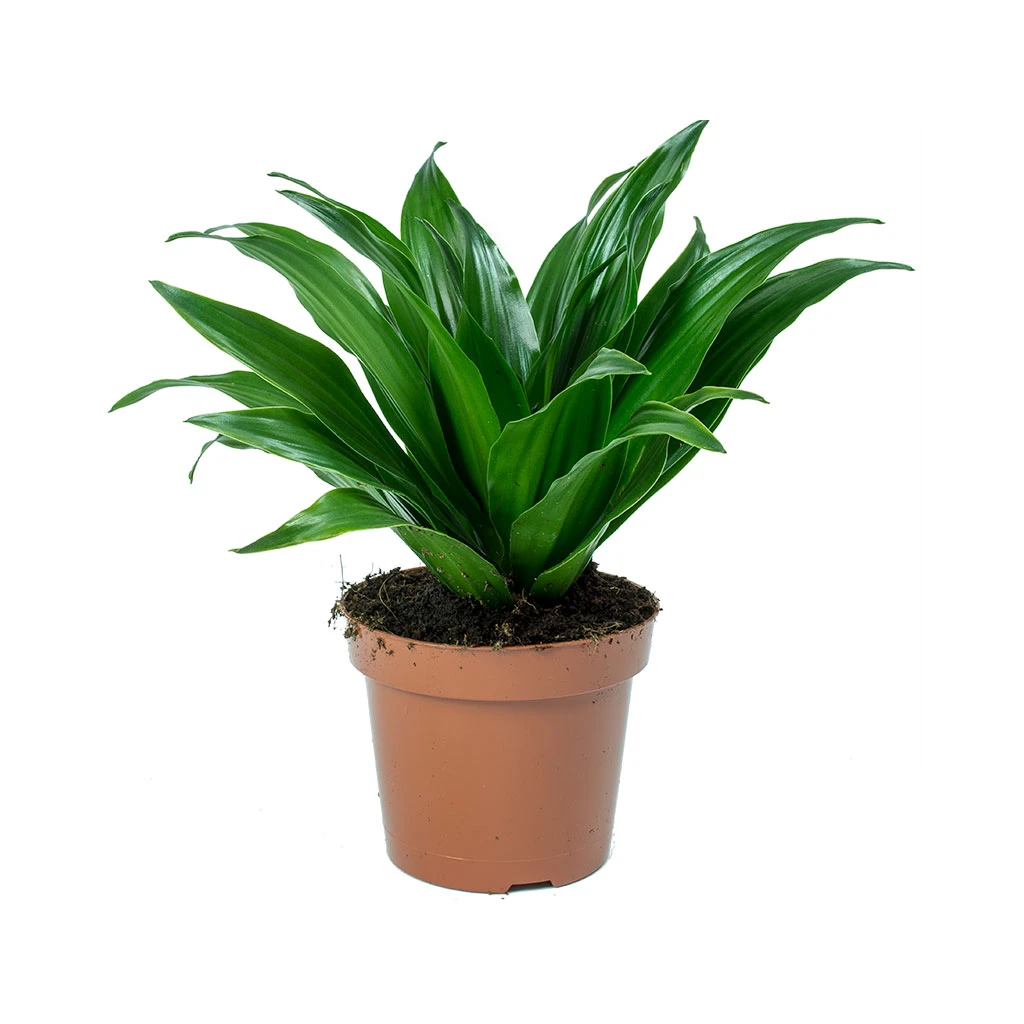 Dracaena Fragrans Compacta - Head 7 Dracaena Fragrans Compacta - Head - Image 5