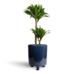 Dracaena Fragrans Compacta - Multi Stem 19 Dracaena Fragrans Compacta - Multi Stem -Plant Promotion Store Dracaena fragrans Compacta Multi Stem 17x55cm 2 stems Pisa Plant Pot Navy 20x24cm