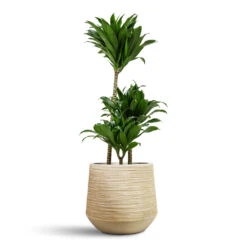 Dracaena Fragrans Compacta - Multi Stem 24 Dracaena Fragrans Compacta - Multi Stem -Plant Promotion Store Dracaena fragrans Compacta Multi Stem 21x100cm 3 stems Dune Darcy Planter Oat 30x26cm