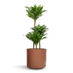 Dracaena Fragrans Compacta - Multi Stem 26 Dracaena Fragrans Compacta - Multi Stem -Plant Promotion Store Dracaena fragrans Compacta Multi Stem 21x100cm 3 stems Prague Plant Pot Mocha 28x24cm e0b3705a 187e 479d b39c 1f9a060a4b78