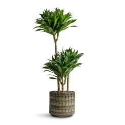Stian Plant Pot - Moss Green 37 Stian Plant Pot - Moss Green -Plant Promotion Store Dracaena fragrans Compacta Multi Stem 21x100cm 3 stems Stian Plant Pot Moss Green 25x22cm 74066302 8262 4eb3 b616 9677c8fdba5a