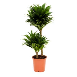 Dracaena Fragrans Compacta - Multi Stem 22 Dracaena Fragrans Compacta - Multi Stem -Plant Promotion Store Dracaena fragrans Compacta Multi Stem
