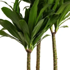 Dracaena Fragrans Compacta - Multi Stem 17 Dracaena Fragrans Compacta - Multi Stem -Plant Promotion Store Dracaena fragrans Compacta Multi Stem DETAIL 2