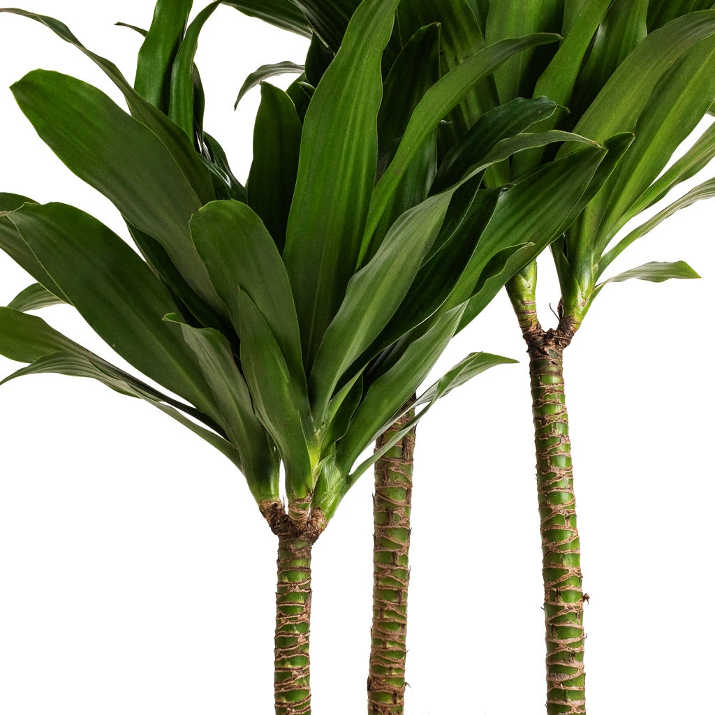 Dracaena Fragrans Compacta - Multi Stem 5 Dracaena Fragrans Compacta - Multi Stem - Image 3