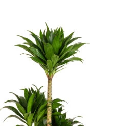 Dracaena Fragrans Compacta - Multi Stem 23 Dracaena Fragrans Compacta - Multi Stem -Plant Promotion Store Dracaena fragrans Compacta Multi Stem DETAIL