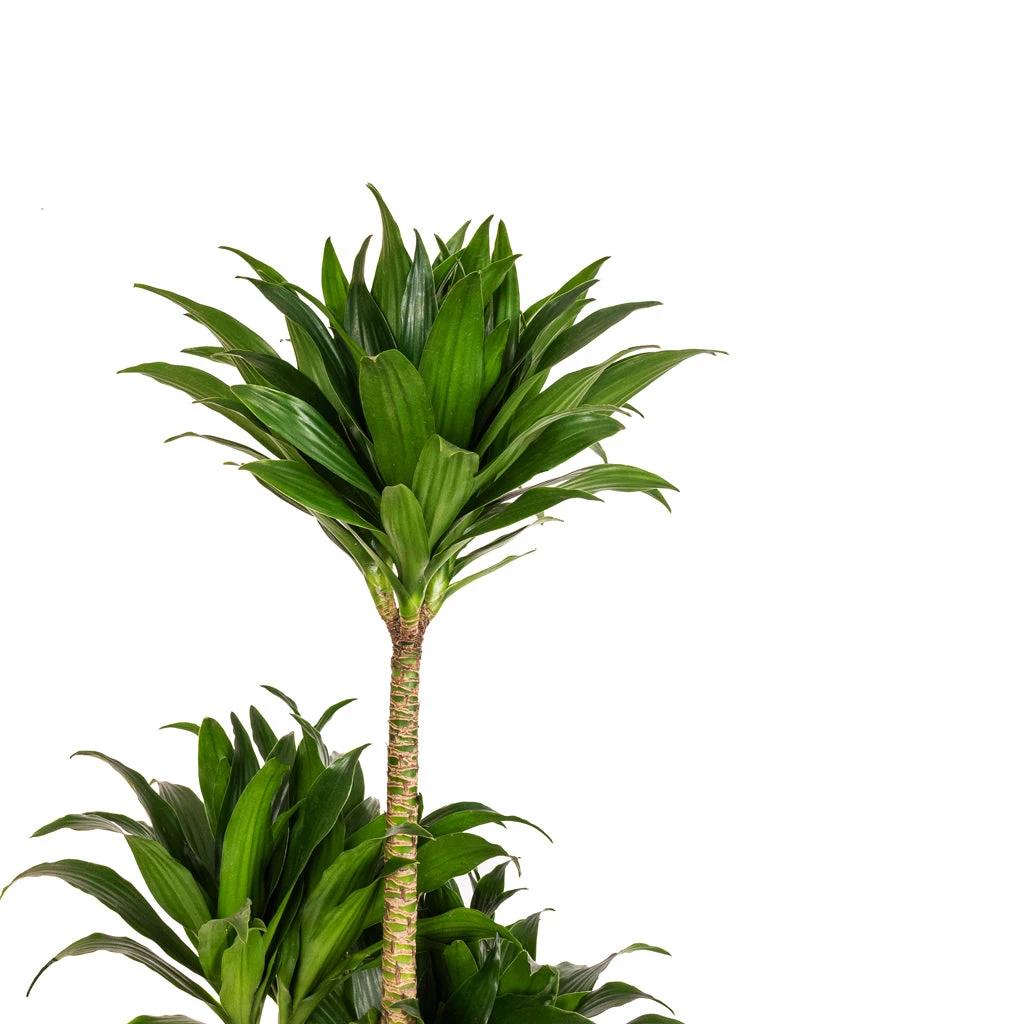 Dracaena Fragrans Compacta - Multi Stem 11 Dracaena Fragrans Compacta - Multi Stem - Image 9