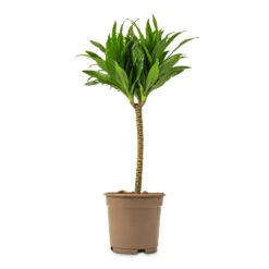 Dracaena Fragrans Compacta - Single Stem -Plant Promotion Store Dracaena fragrans Compacta Single Stem 17x65cm