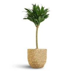 Dracaena Fragrans Compacta - Single Stem -Plant Promotion Store Dracaena fragrans Compacta Single Stem 17x65cm Cody Plant Pot Straw Grass 22x20cm