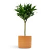 Dracaena Fragrans Compacta - Single Stem -Plant Promotion Store Dracaena fragrans Compacta Single Stem 17x65cm Hadleigh Plant Pot Amber 20x17.5cm