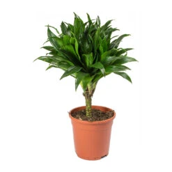 Dracaena Fragrans Compacta - Single Stem -Plant Promotion Store Dracaena fragrans Compacta Single Stem