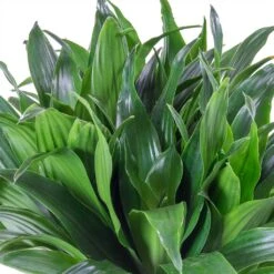 Dracaena Compacta - Multi Stem - HydroCare -Plant Promotion Store Dracaena fragrans Compacta Single Stem Leaves 86c2a4e7 7a62 4ef5 ad33 214cb4ee418e